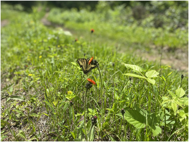 Butterflies on the vegetation along the trail (Credit: Charles Shaw)