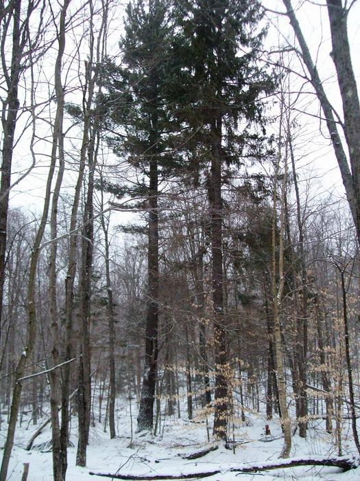 Some pine trees that are desendants of the original Ranger School plantings (Credit: https://hikingthetrailtoyesterday.wordpress.com/)
