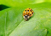 Overwintering Pest Prevention - Asian Lady Beetle Asian Lady Beetle