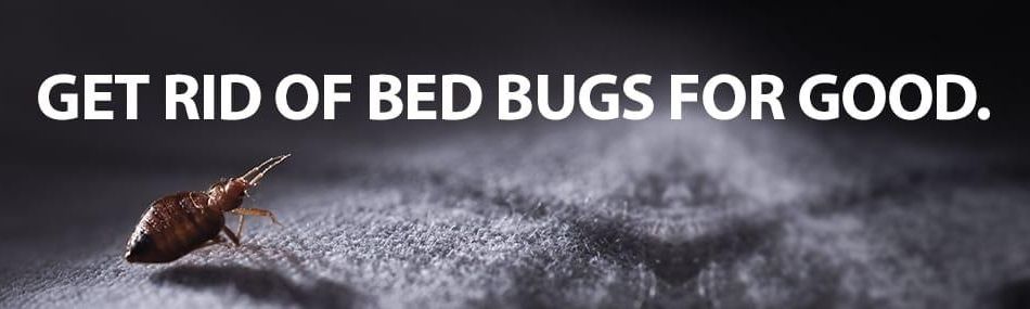 bed bug on bed, headline "get rid of bed bugs for good."
