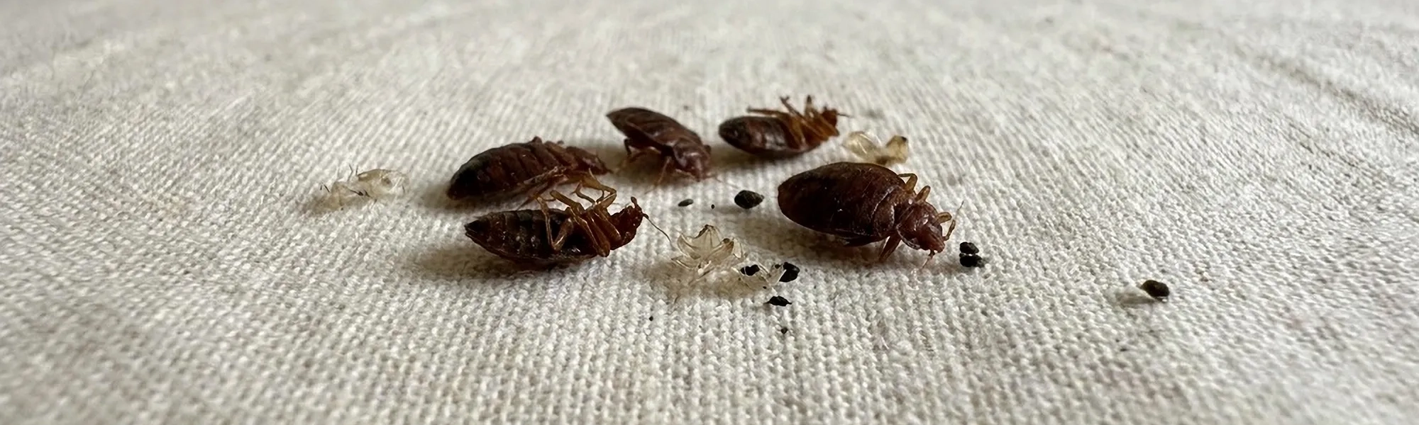 dead bed bugs