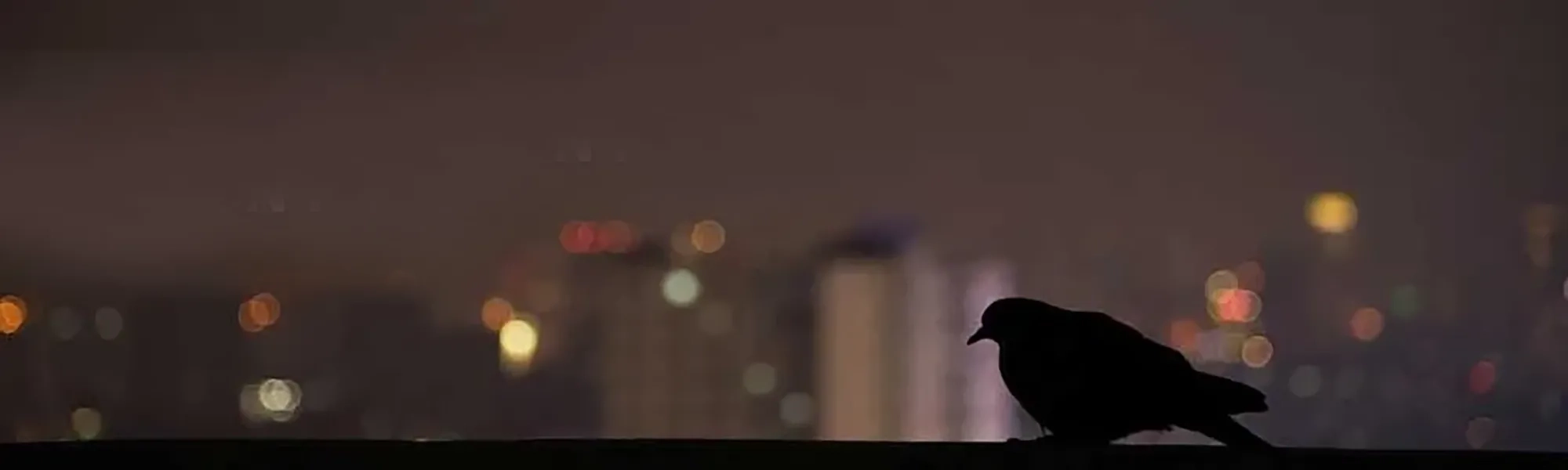 bird against city lights at night