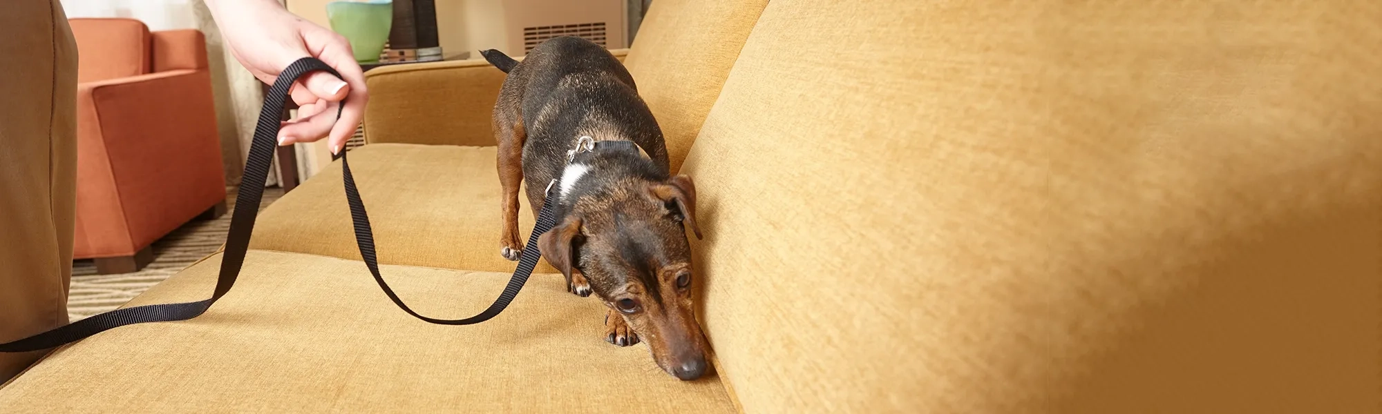 bed bug canine inspecting couch