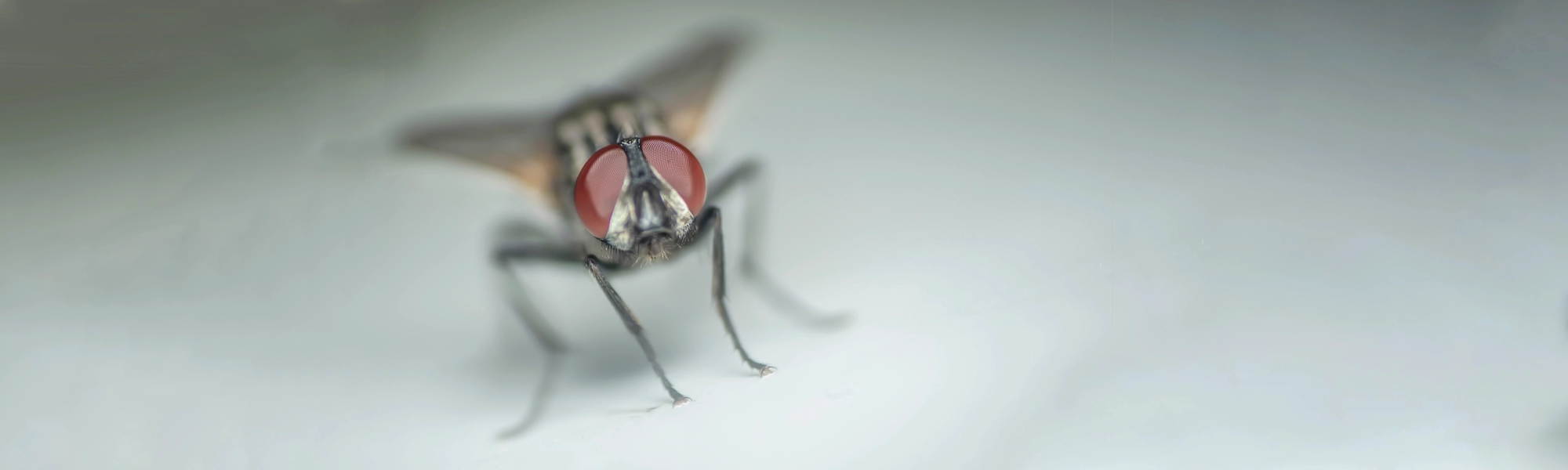 macro fly