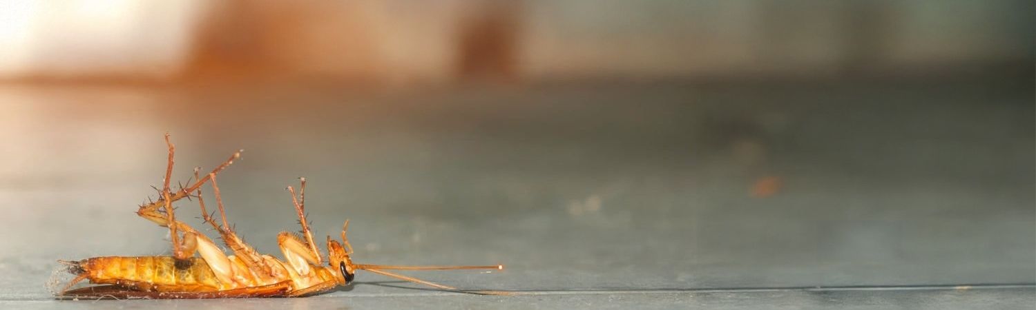 dead cockroach