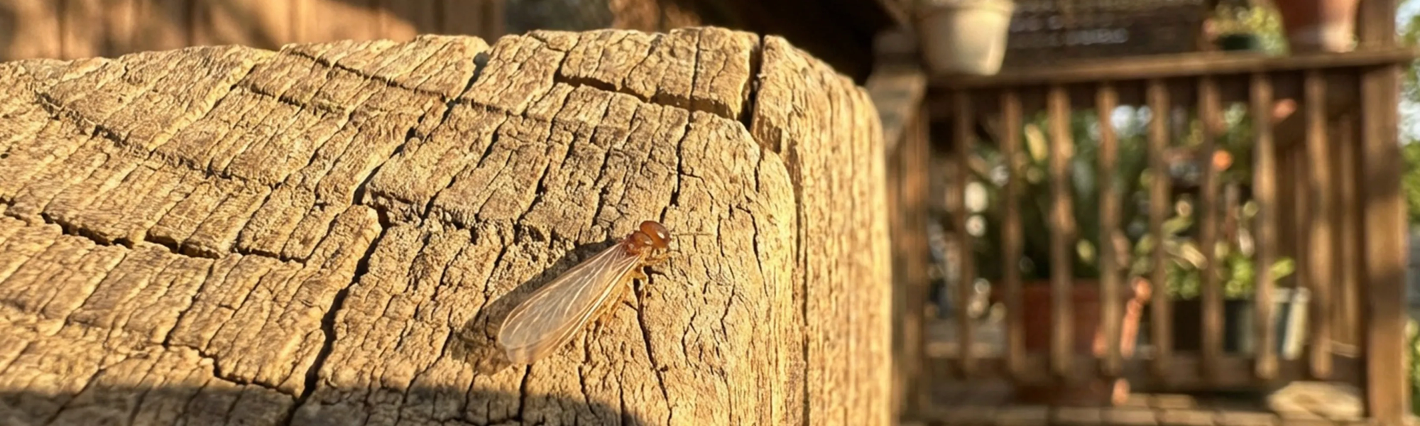 winged termite on porch post