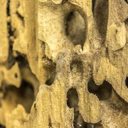 carpenter ant damage