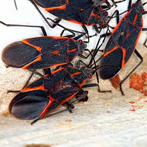 Overwintering Pest Prevention - Boxelder Bug Boxelder Bug