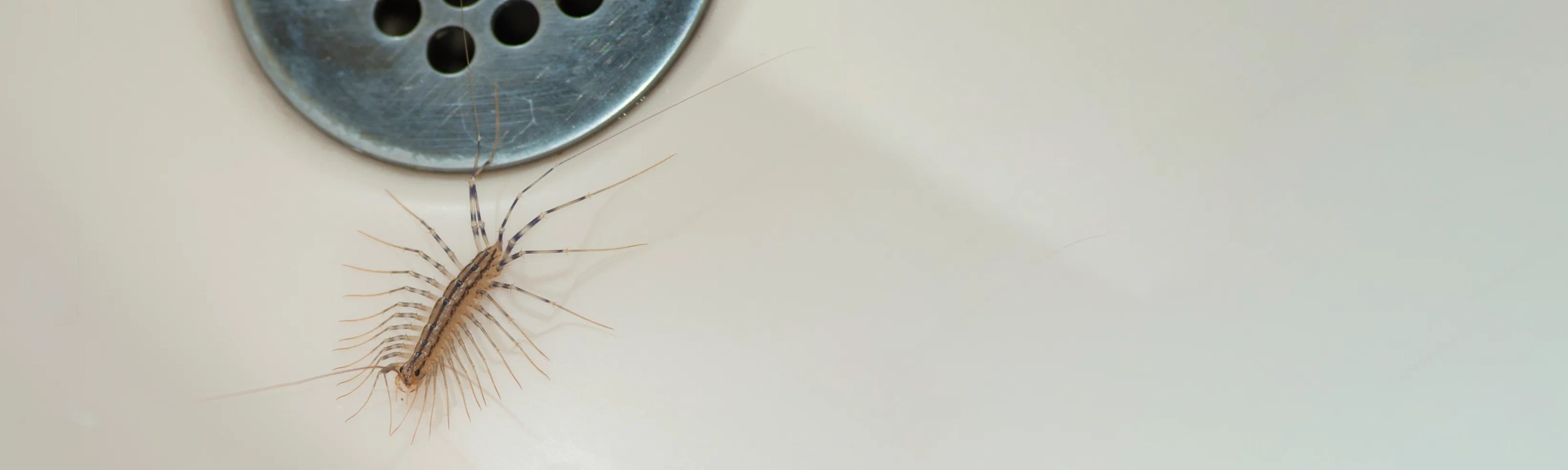 house centipede is one of the more common occasional invaders house centipede water drain id banner