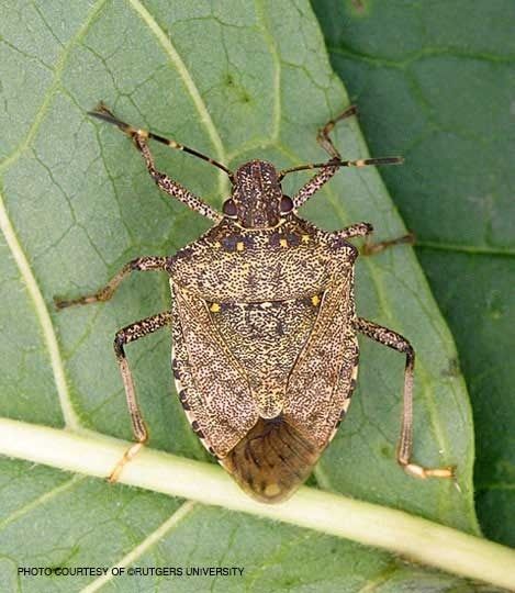 Stink bug