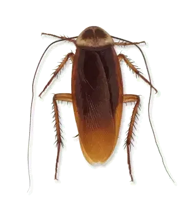 american cockroach