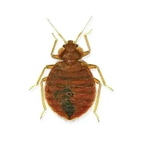 Bed Bug Identification thumbnail image