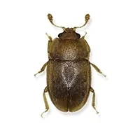Beetle Identification thumbnail image