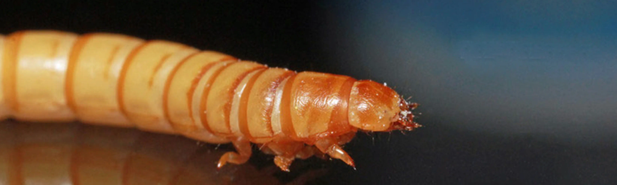 beetle crawling