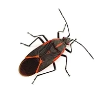 Box Elder Bug Identification thumbnail image