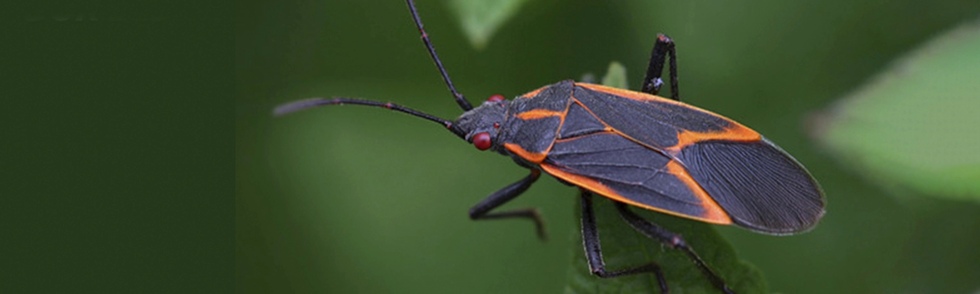 box elder bug
