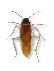 brown banded cockroach