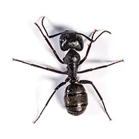 Carpenter Ant Thumbnail image
