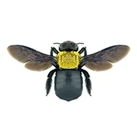 Carpenter Bees Identification thumbnail image