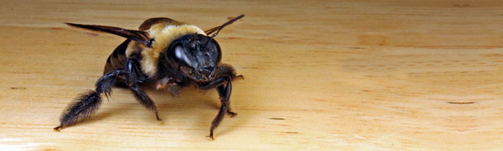 Bee