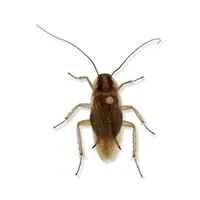 Cockroach Identification thumbnail image