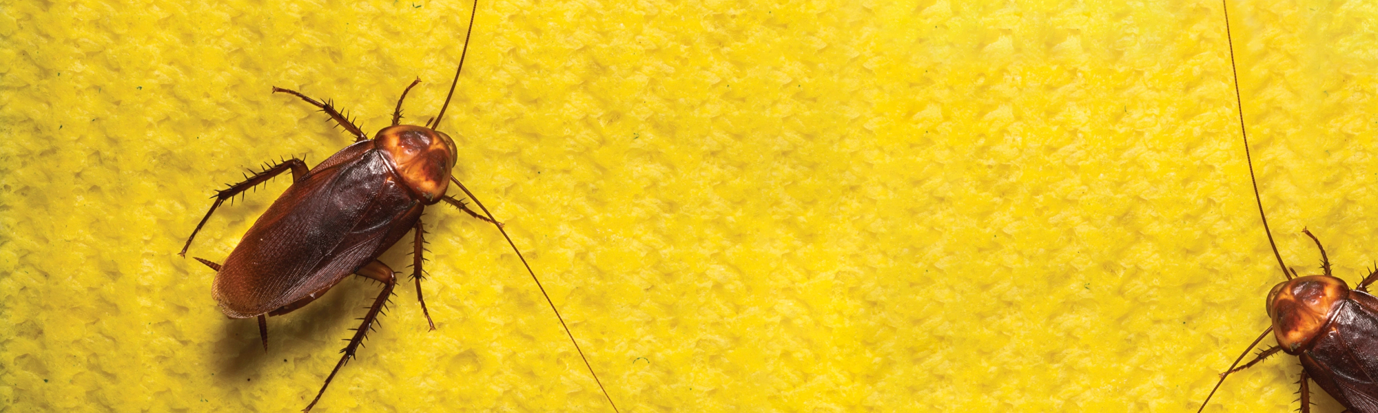 cockroaches on sponge
