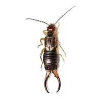 Earwig Identification thumbnail image