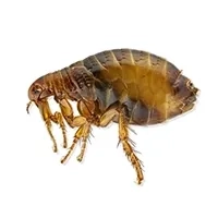 Flea on white background Identification thumbnail image