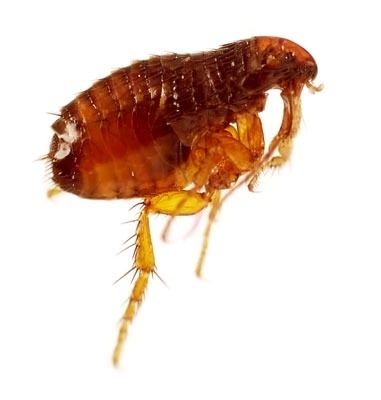 flea identification flea identification