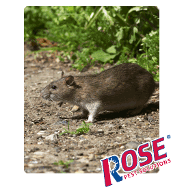 Rats In Michigan Ohio Are A Threat To Health And Property Rat Are A Major Pest Problem For Michigan And Ohio
