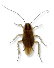 german cockroach