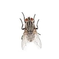Fly Identification thumbnail image