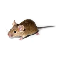 House Mouse Identification thumbnail image