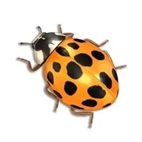 Lady Bugs Identification thumbnail image