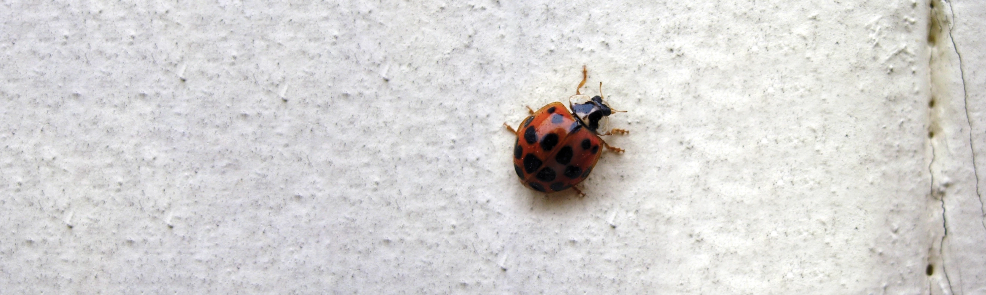 Rose Pest Solutions can help identify Lady Bugs Ladybug on wall