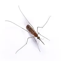 mosquito Identification thumbnail image