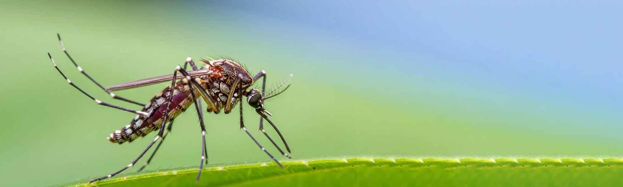 Rose Pest Solutions can help identify Mosquitoes Mosquito on blade of grass