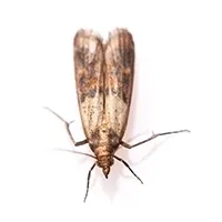 pantry pests Identification thumbnail image