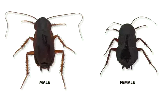oriental cockroach male and female