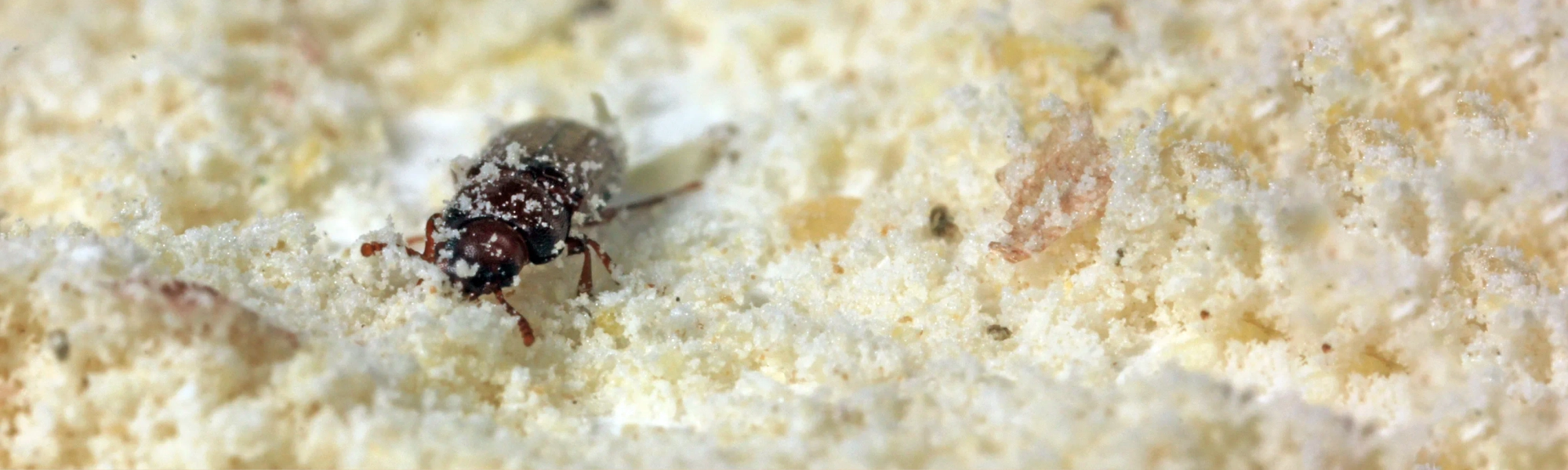 Rose Pest Solutions can help identify Pantry Pests Pantry Pests eating food