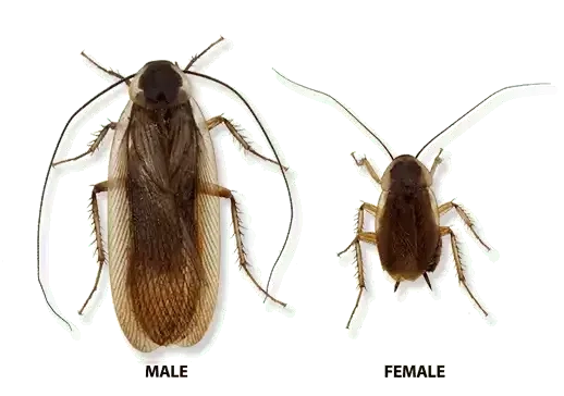 pennsylvania wood cockroach