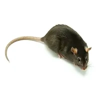 Rat Identification thumbnail image