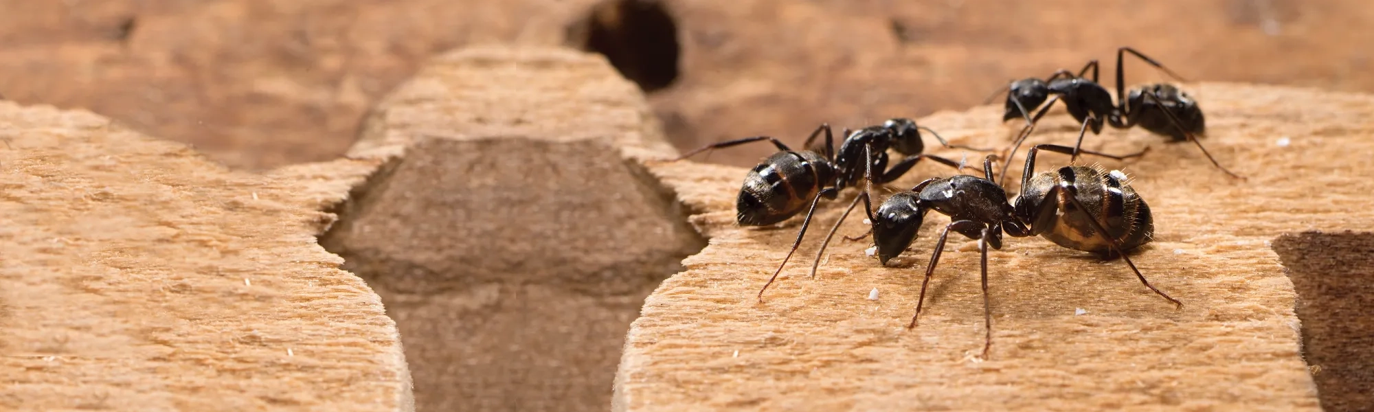 Rose Pest Solutions can help identify carpenter ants Carpenter Ants eating wood