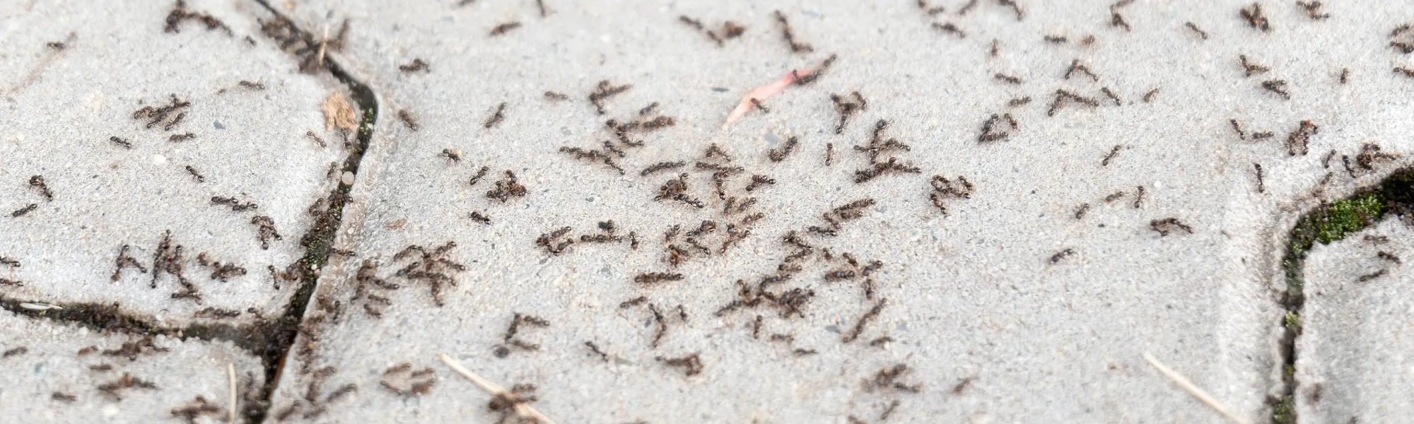 Rose Pest Solutions can help identify Small Ants crawling ants pest id banner
