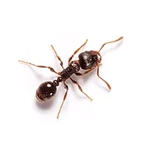Small Ant Identification thumbnail image