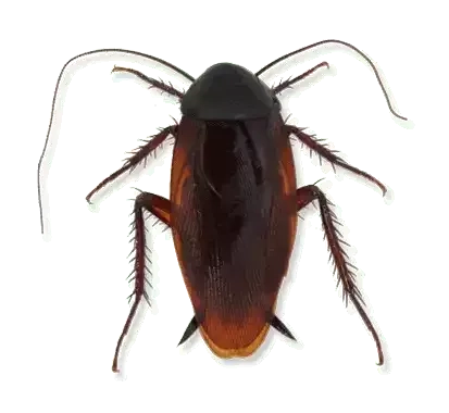 smokeybrown cockroach