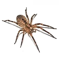 house spider Identification thumbnail image