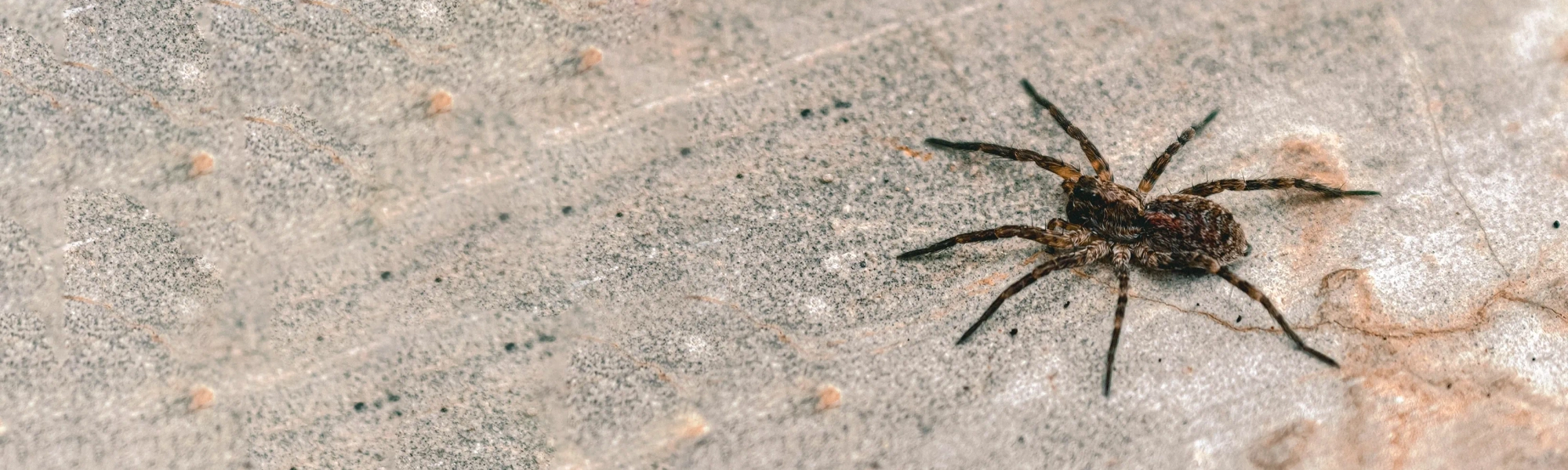 Rose Pest Solutions can help identify spiders spider on concrete