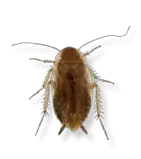 spotted mediterranean cockroach