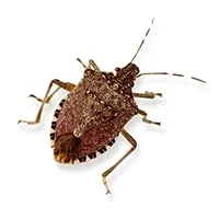overwintering pests